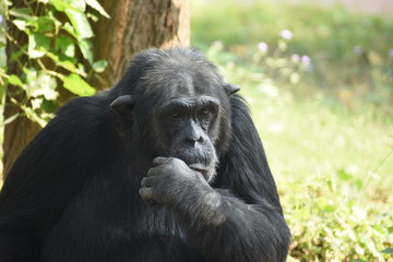 The Chimpanzee