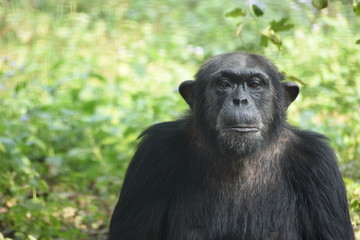 The Chimpanzee