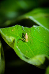 Macro spider select focus,Yellow head spider, Spider on a Leaves