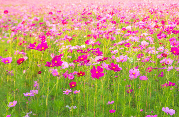 A field of cosmos with Mountain in the background..Beautiful cosmos flowers field at Jim Thompson farm at Nakornratchasima, Thailand