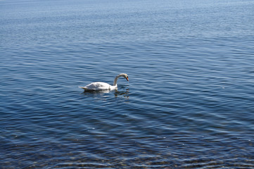 einsamer Schwan am gelben Ufer in Zudar, Insel Rügen