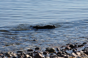 Ostseewellen - Kieselsteine