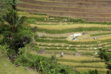 Rice Harvesting