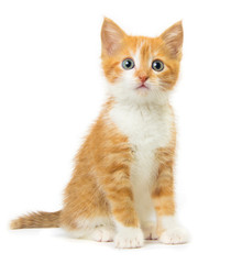 Ginger kitten on white background - obrazy, fototapety, plakaty