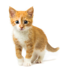 Ginger kitten on white background