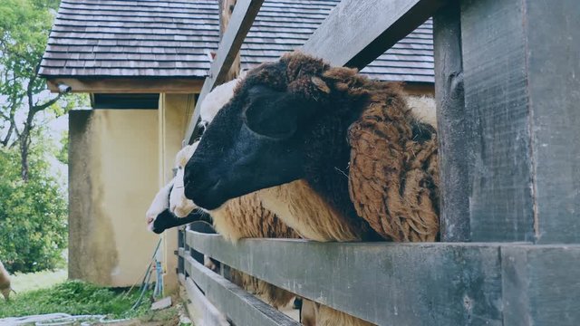 sheep in farm 