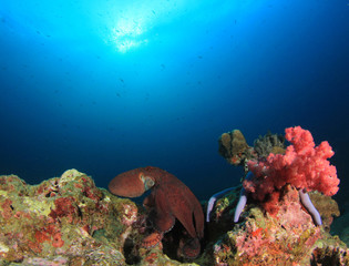 Fototapeta na wymiar Underwater coral reef and octopus