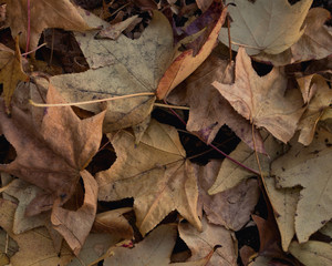 Autumn leaves on the ground