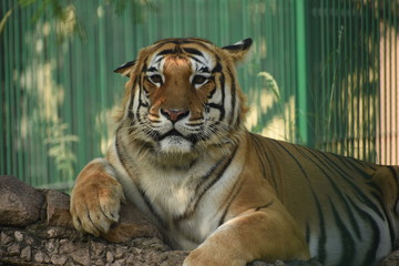 The Royal Bengal Tiger