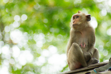 Monkey sitting on the roof.