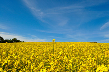 Obraz premium Raps, Rapsfeld in Göhren auf Rügen