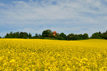 Raps, Rapsfeld in Göhren auf Rügen