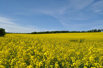 Obraz premium Raps, Rapsfeld in Göhren auf Rügen, Halbinsel Mönchgut
