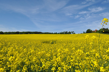 Obraz premium Raps, Rapsfeld in Göhren auf Rügen, Halbinsel Mönchgut
