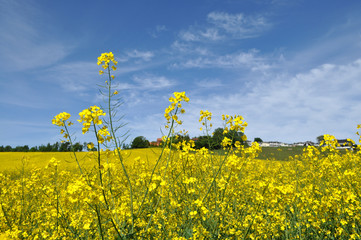 Raps, Rapsfeld in Göhren auf Rügen, Halbinsel Mönchgut