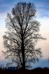 Silhouette of a tree without leaves on a natural background
