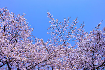 東京の千鳥ヶ淵の桜