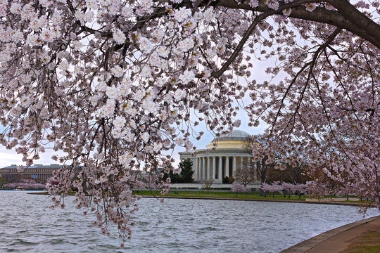 Thomas Jefferson Memorial framed by blooming cherry tree branch. Abundance of blossoming cherry trees around Tidal Basin in Washington DC, USA.