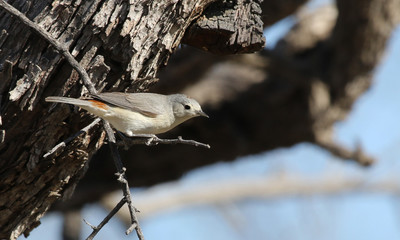 Fototapeta premium A Lucy's Warbler (Oreothlypis luciae) sitting in a tree. Shot along the Santa Cruz river, just outside Tubac, Arizona..