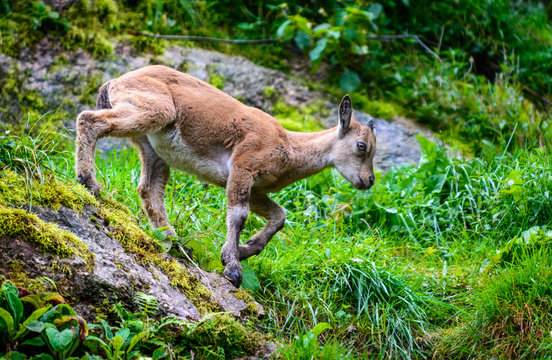 Himalayan blue sheep