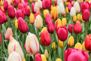 Colorful tulip gardens