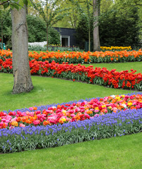 Colorful tulip and grape hyacinth gardens