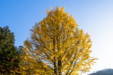 Fototapeta premium 黄色に染まった銀杏の黄葉