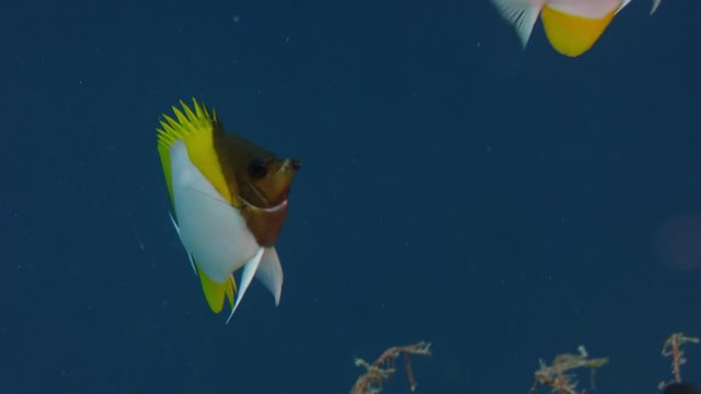 A swarm of Pyramid butterflyfish, Hemitaurichthys polylepis swims in the coral reef, , WAKATOBI, Indonesia. slow motion