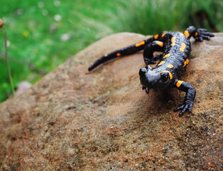 Salamandra at the stone and green grass at the Carpatian mountains