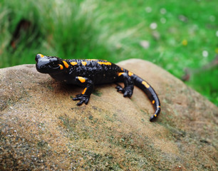 Salamandra at the stone and green grass at the Carpatian mountains