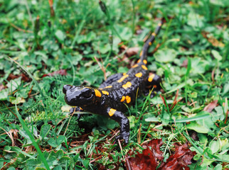 Salamandra at the stone and green grass at the Carpatian mountains