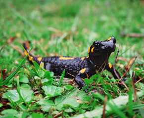 Salamandra at the stone and green grass at the Carpatian mountains