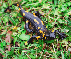 Salamandra at the stone and green grass at the Carpatian mountains