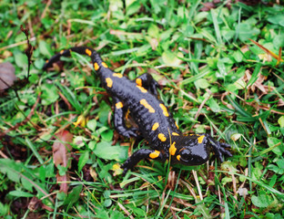 Salamandra at the stone and green grass at the Carpatian mountains