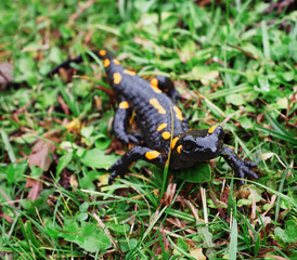 Salamandra at the stone and green grass at the Carpatian mountains