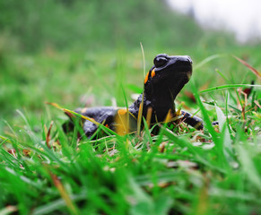 Salamandra at the stone and green grass at the Carpatian mountains