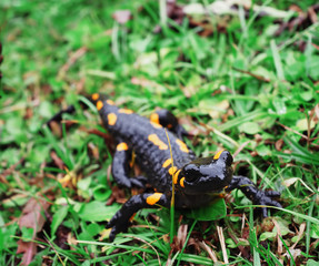 Salamandra at the stone and green grass at the Carpatian mountains