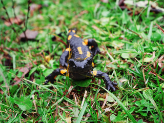 Salamandra at the stone and green grass at the Carpatian mountains