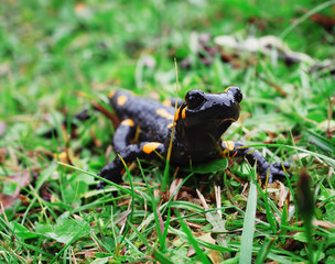Salamandra at the stone and green grass at the Carpatian mountains