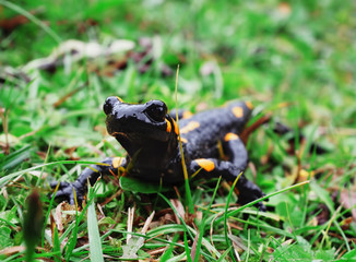 Salamandra at the stone and green grass at the Carpatian mountains