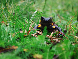 Salamandra at the stone and green grass at the Carpatian mountains