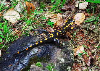 Salamandra at the stone and green grass at the Carpatian mountains
