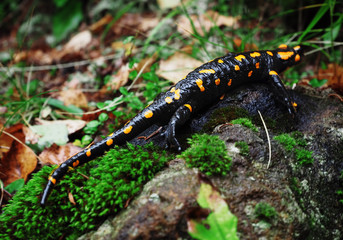 Salamandra at the stone and green grass at the Carpatian mountains