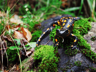 Salamandra at the stone and green grass at the Carpatian mountains