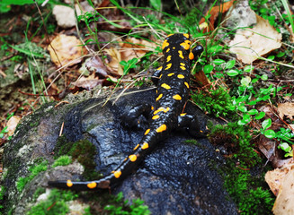 Salamandra at the stone and green grass at the Carpatian mountains