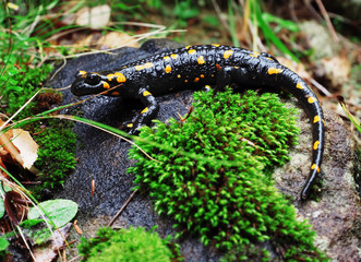 Salamandra at the stone and green grass at the Carpatian mountains
