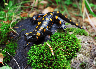 Salamandra at the stone and green grass at the Carpatian mountains