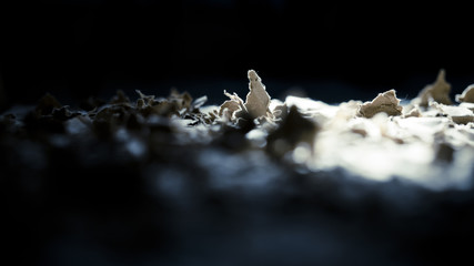 Real textured on card box which made by cat grinding his nail. Grainy, Selective focused, Use as abstract background.