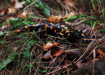 Salamandra at the stone and green grass at the Carpatian mountains