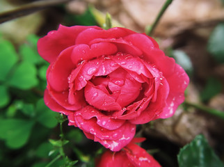 Macro flower with water drops